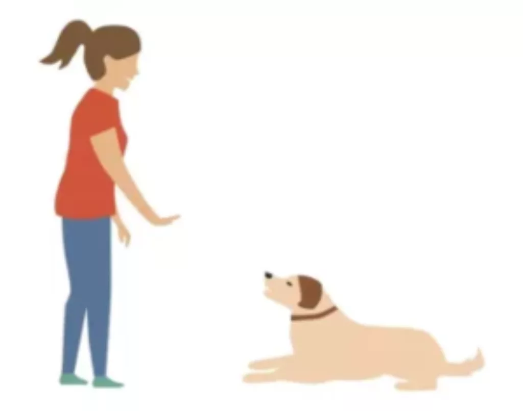 dog training100