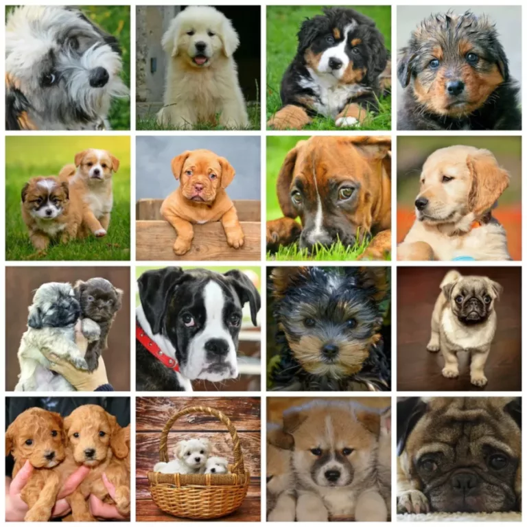 dog breeds