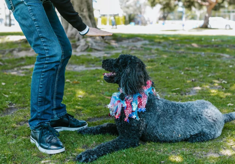 Mistakes to Avoid when Training your Dog