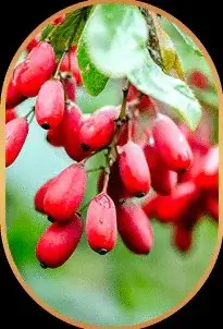 berberine