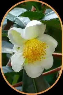 camellia-sinensis