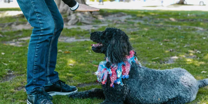 Mistakes to Avoid when Training your Dog